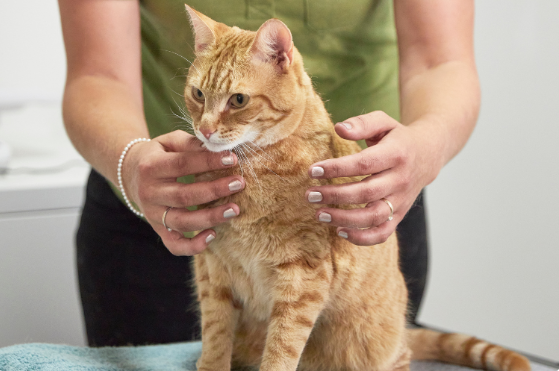 Advies in de winkel - kat